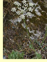 Бедренец камнеломковый или камнеломка (Pimpinella saxifraga L) Бедренец камнеломковый или камнеломка (Pimpinella saxifraga L)